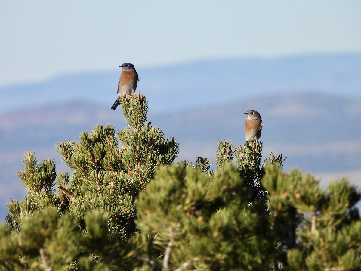 Western Bluebird - ML646051484