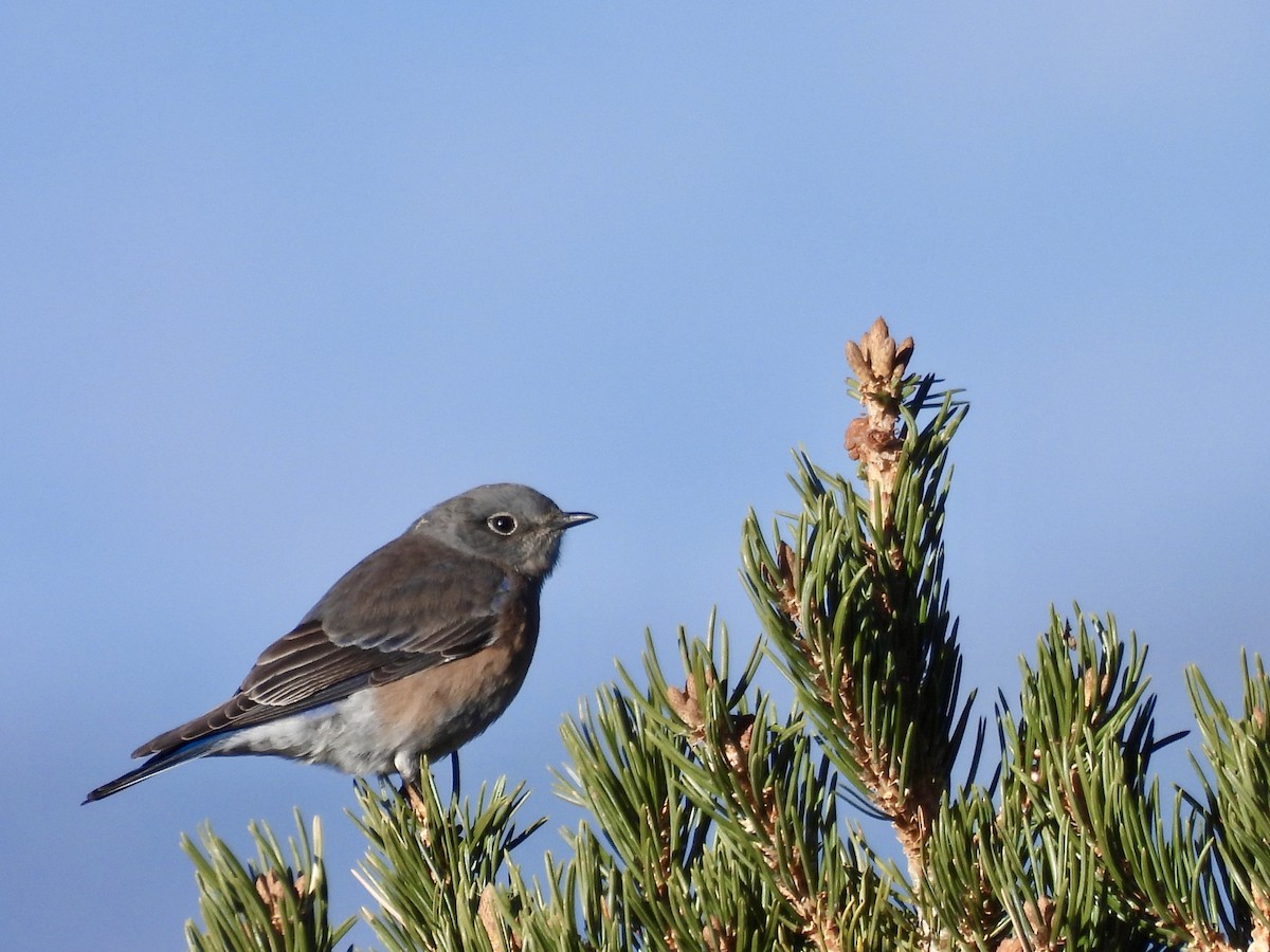 Western Bluebird - ML646051487