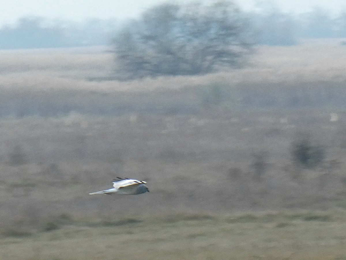 moták pilich - ML646051491