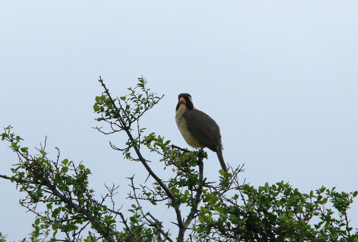 Golden-billed Saltator - ML646051492