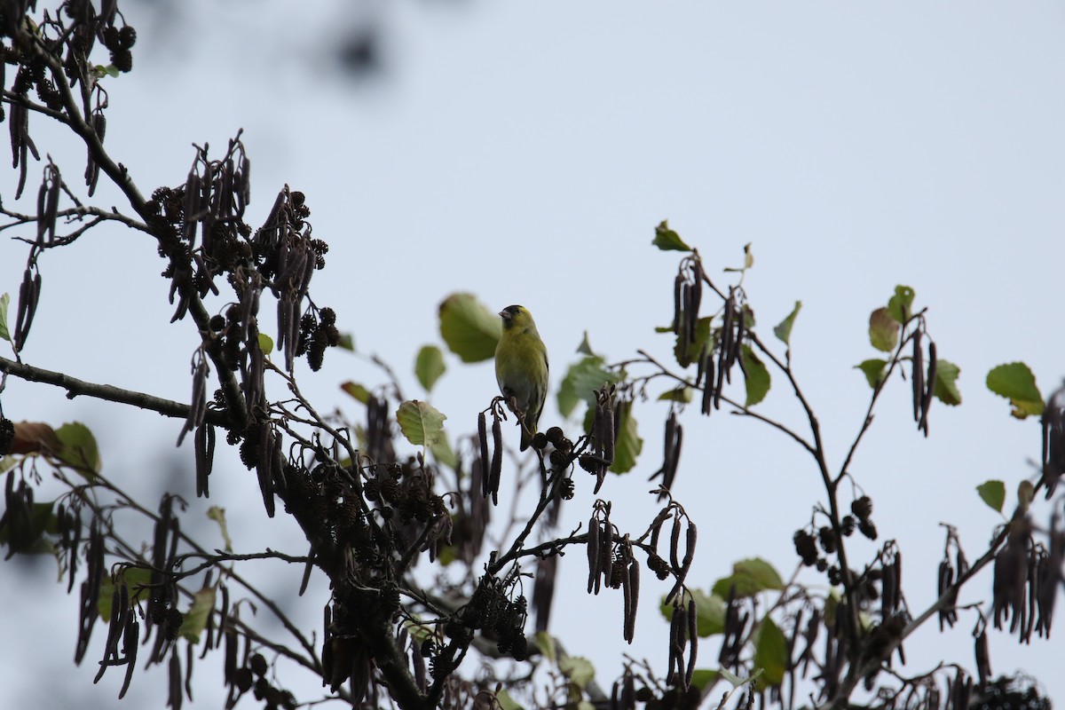 Eurasian Siskin - ML646051508
