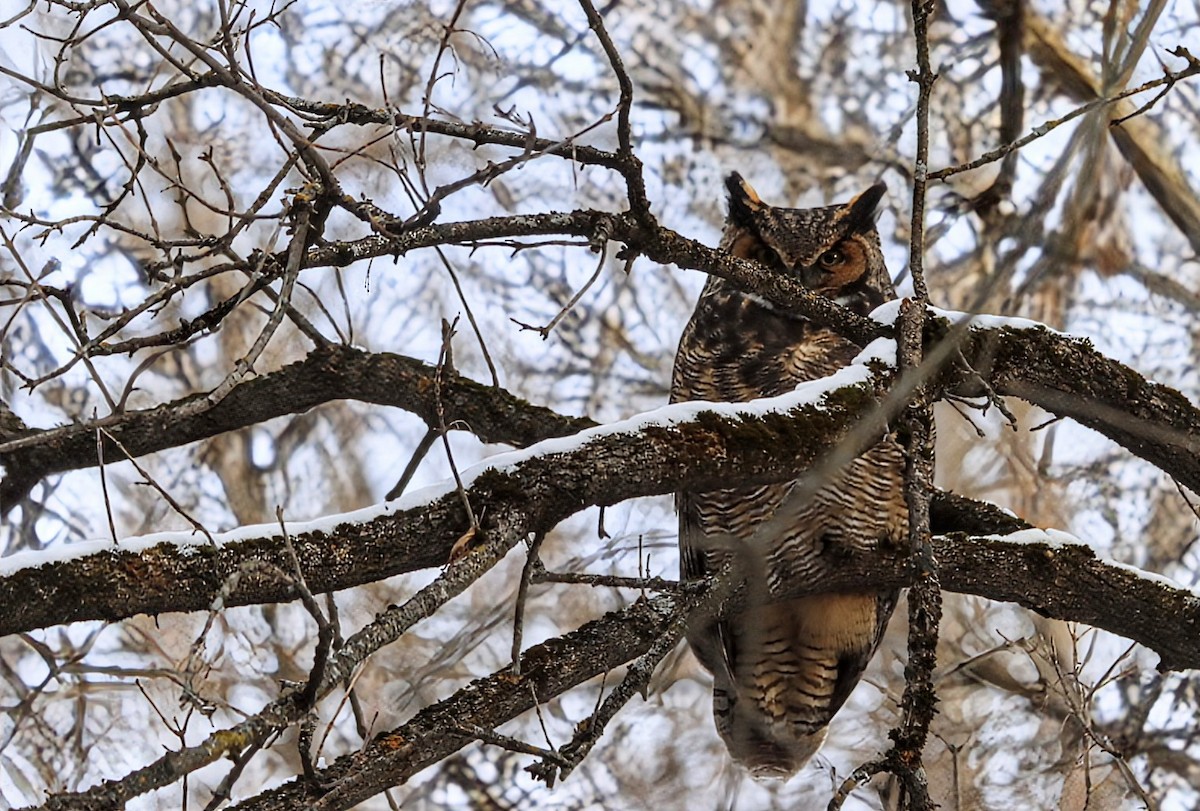 výr virginský - ML646051509