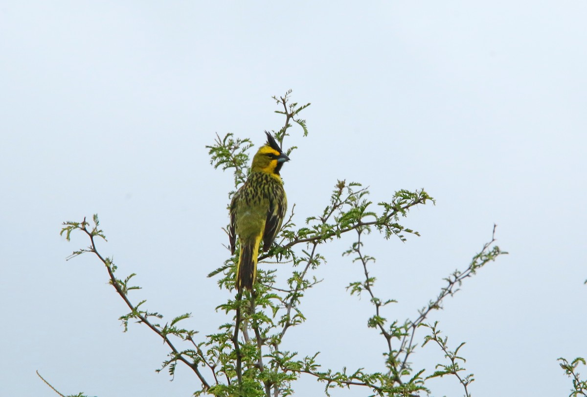 Yellow Cardinal - ML646051512