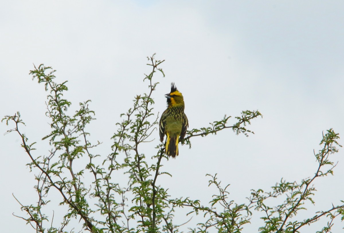 Yellow Cardinal - ML646051513