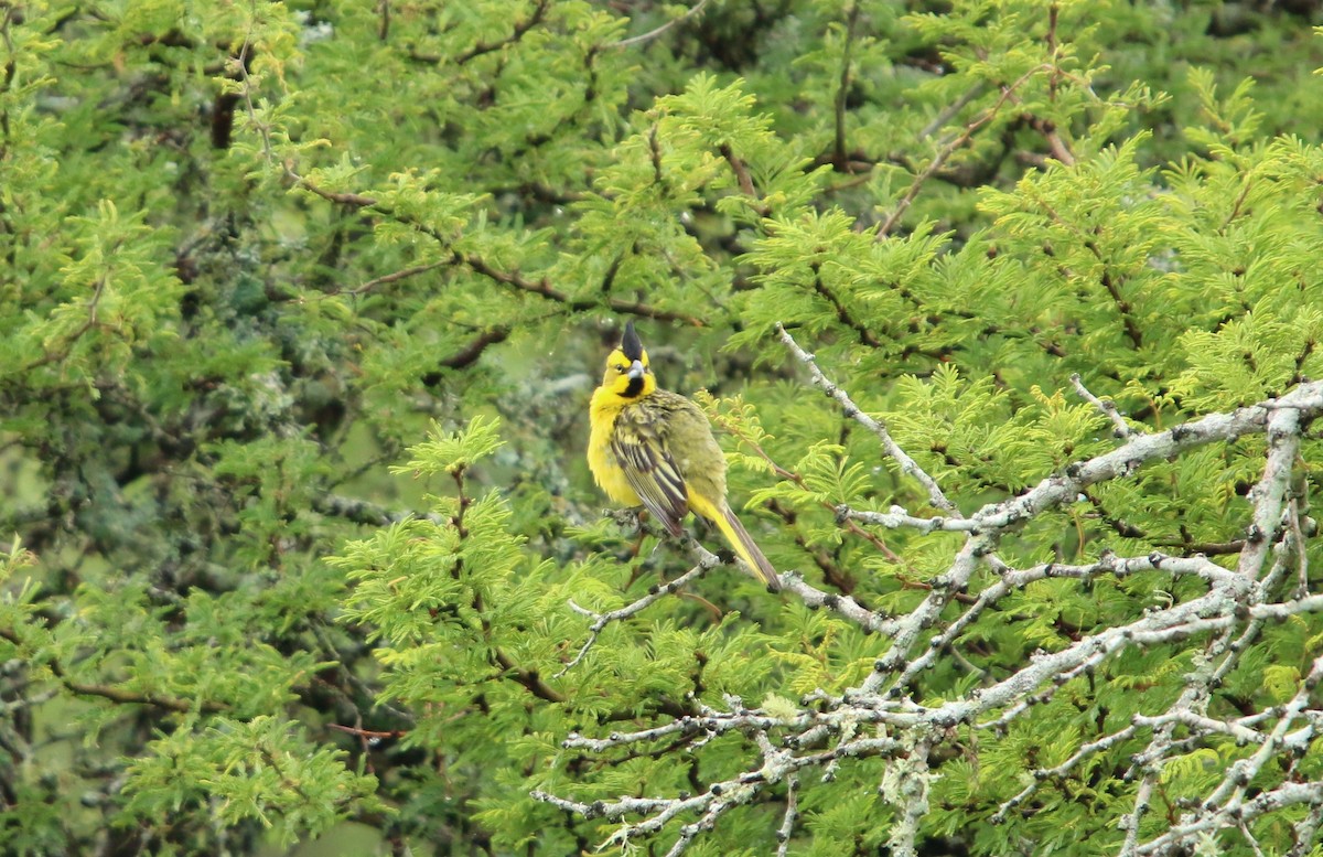 Yellow Cardinal - ML646051514