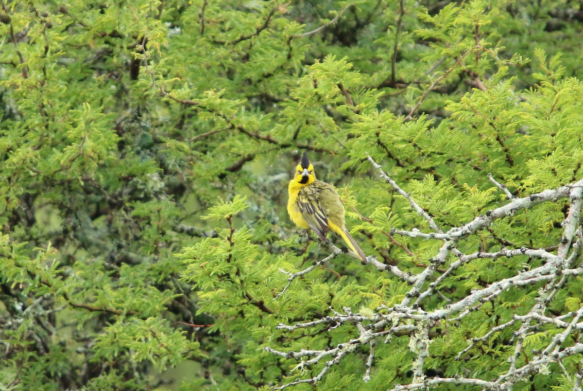 Yellow Cardinal - ML646051515