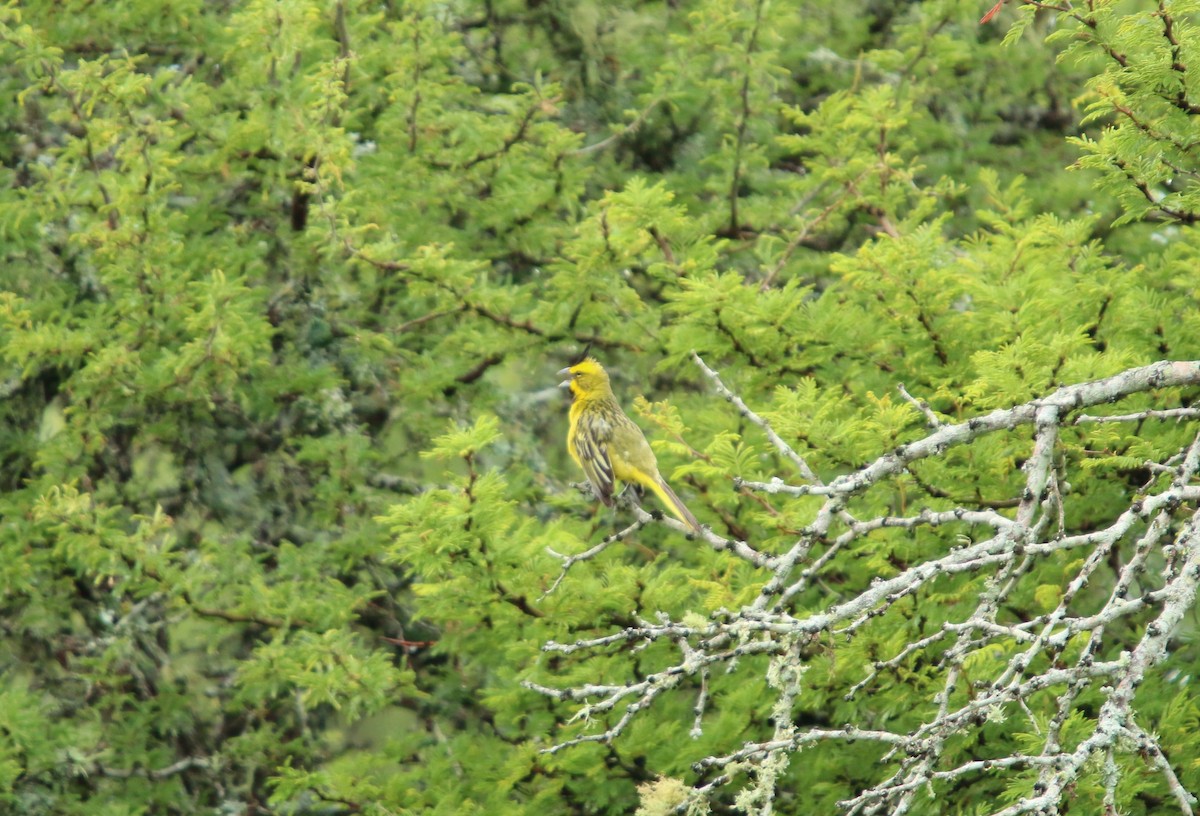 Yellow Cardinal - ML646051516