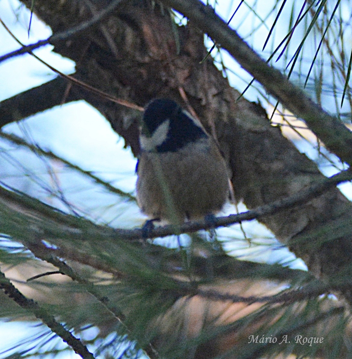 Московка - ML646051517