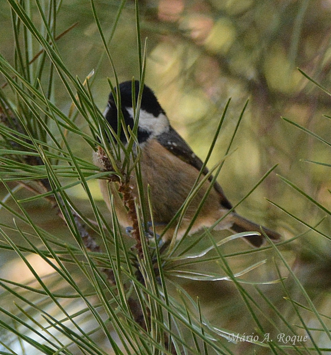 Московка - ML646051518