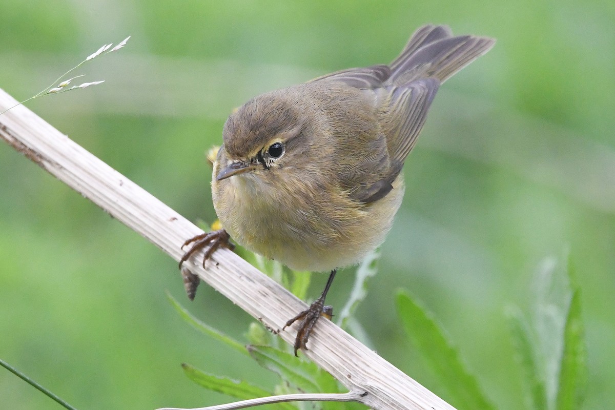 Пеночка-теньковка - ML646051519