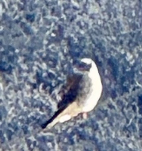 Воробьиная пустельга - ML646051520