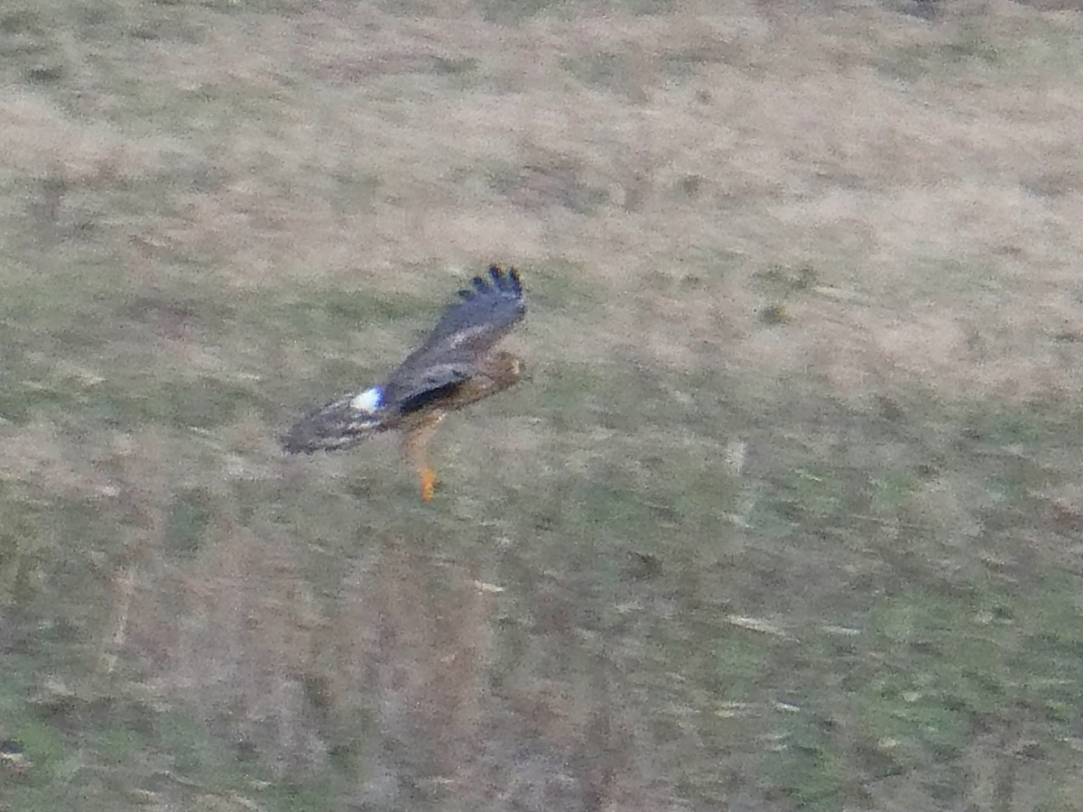 Полевой лунь - ML646051521