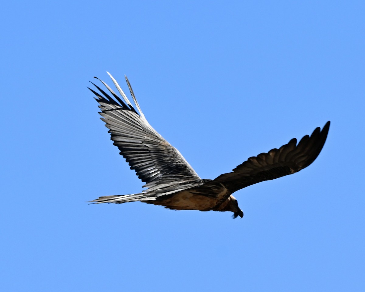 Бородач - ML646051522