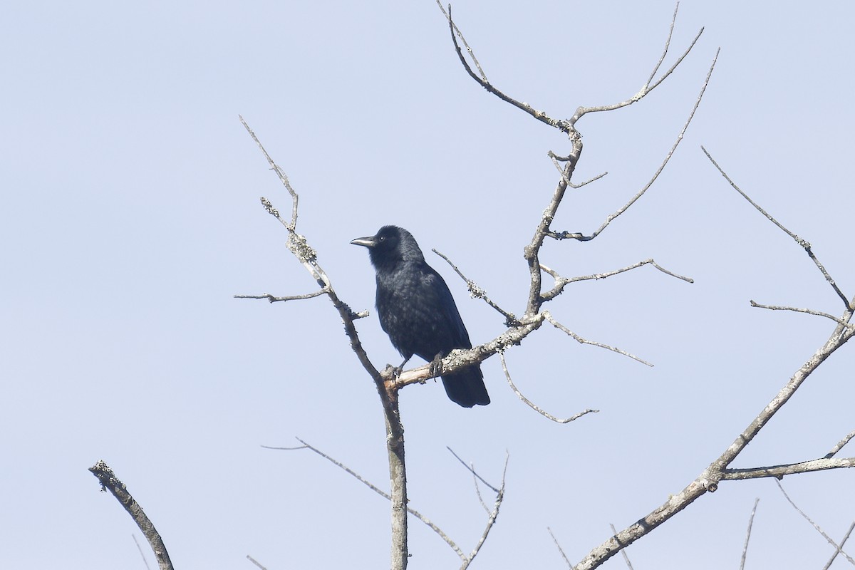 Рыбная ворона - ML646051523