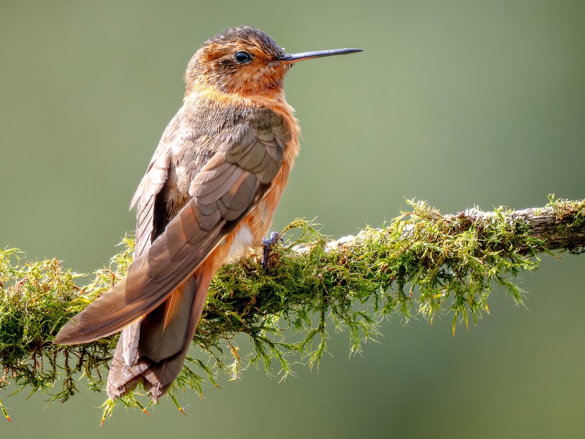 Медная ирида - ML646051524