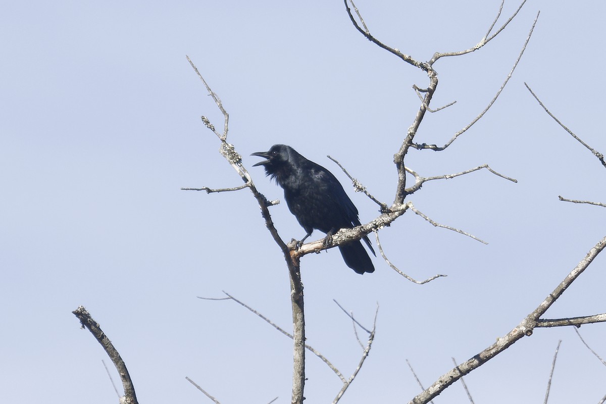 Рыбная ворона - ML646051525