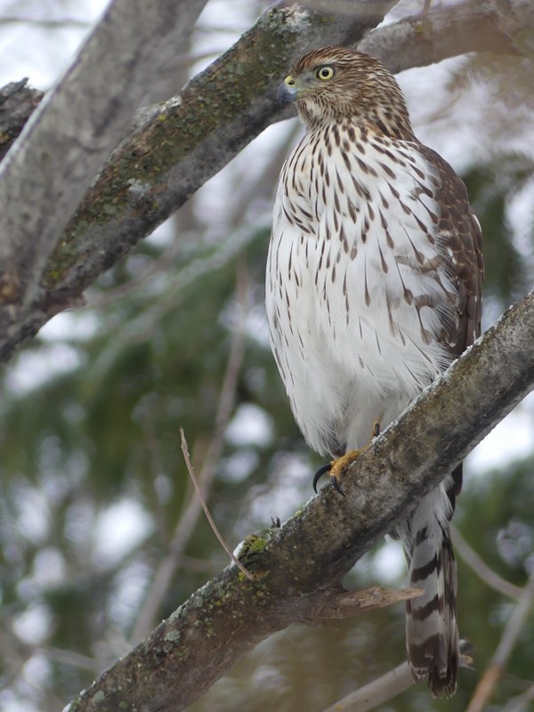 Куперов ястреб - ML646051526
