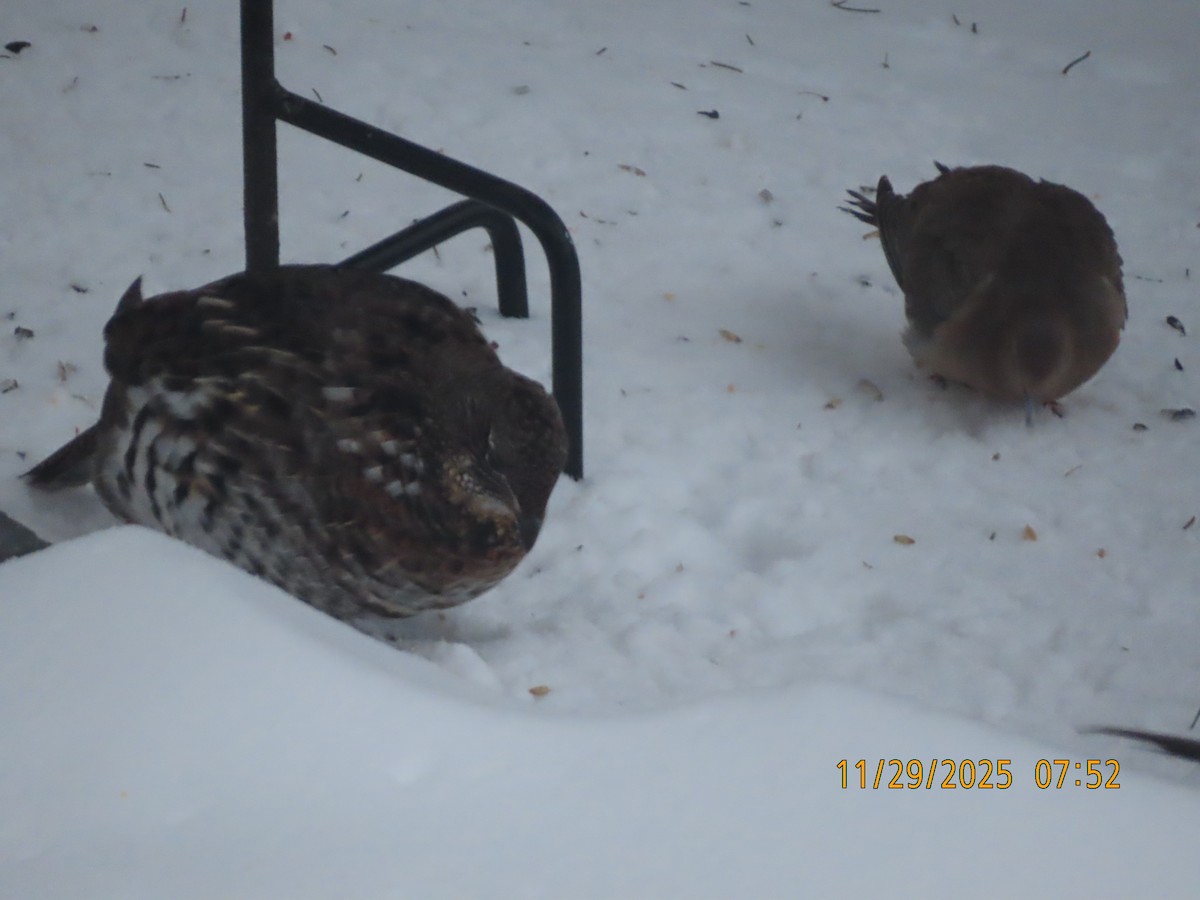 jeřábek kanadský - ML646051527