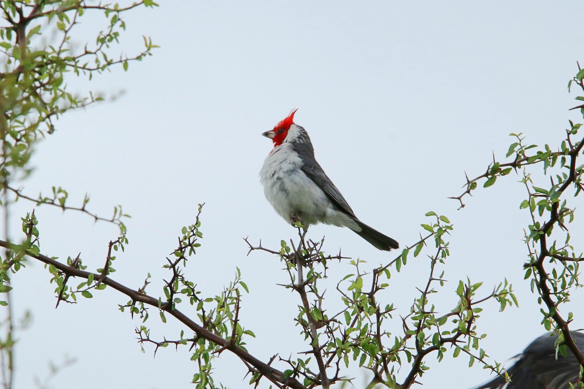 Краснохохлая танагра-кардинал - ML646051528