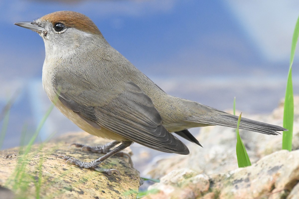 Черноголовая славка - ML646051529