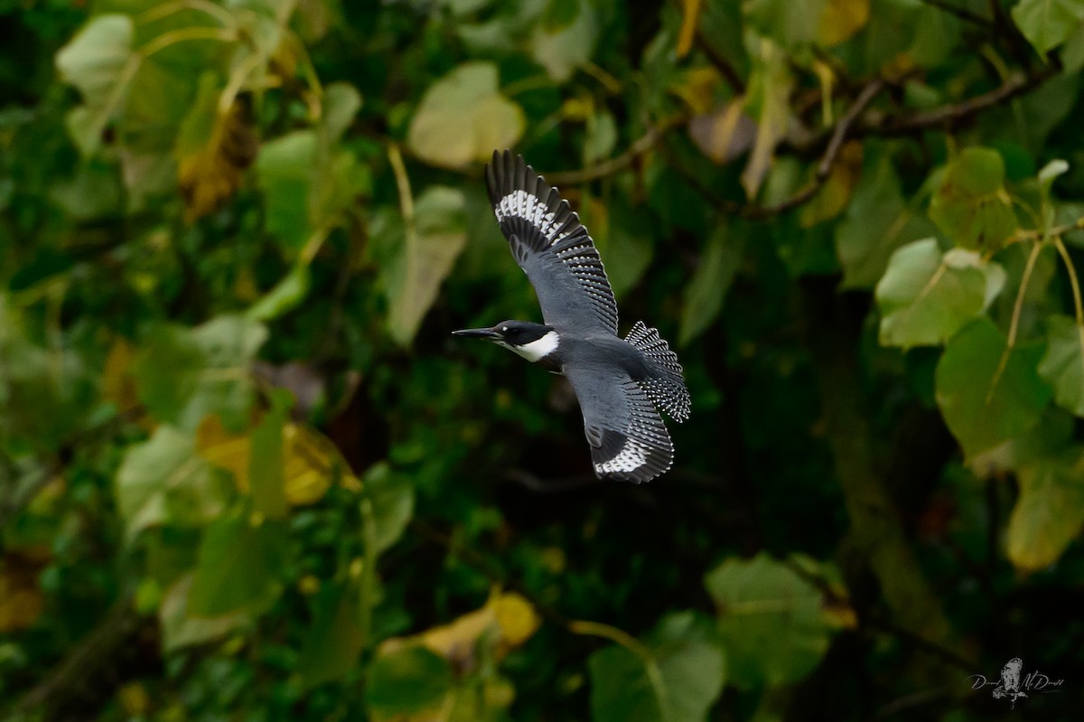 Опоясанный зимородок - ML646051530