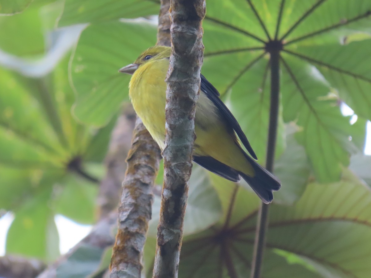 Чернокрылая пиранга - ML646051531