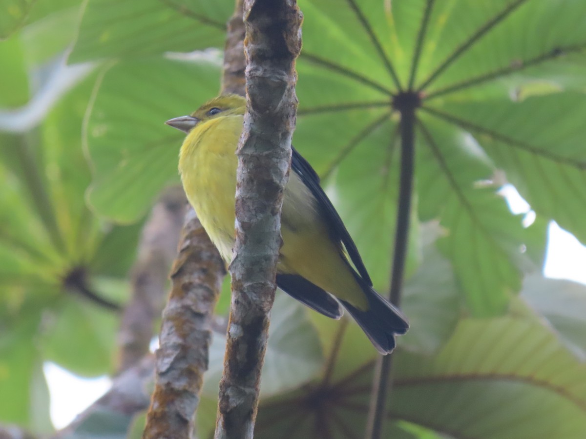 Чернокрылая пиранга - ML646051532