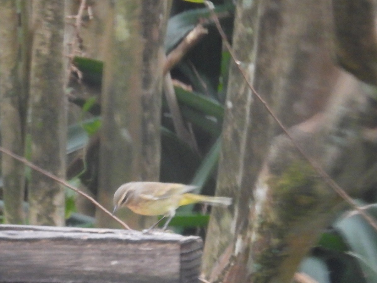 Пальмовая древесница - ML646051534