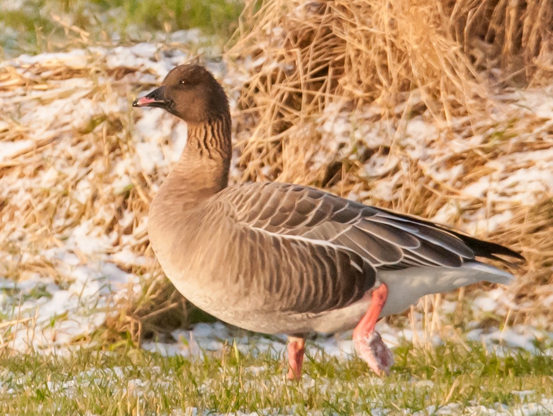 Короткоклювый гуменник - ML646051535