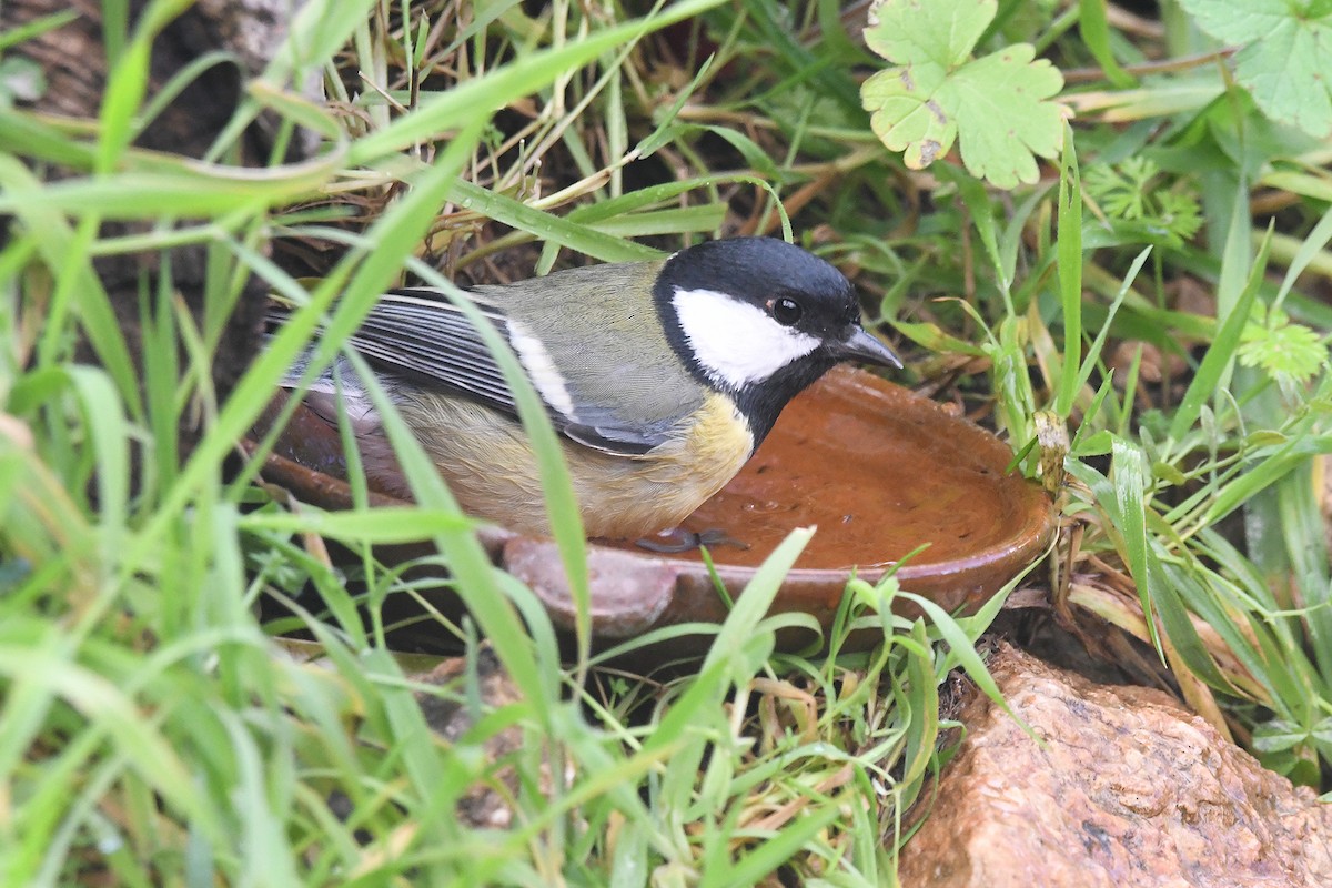 Большая синица - ML646051536