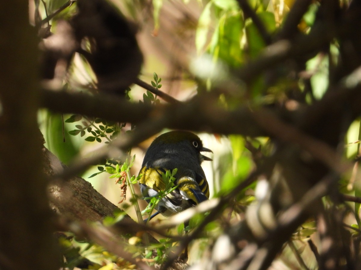 Шиферный виреон - ML646051537