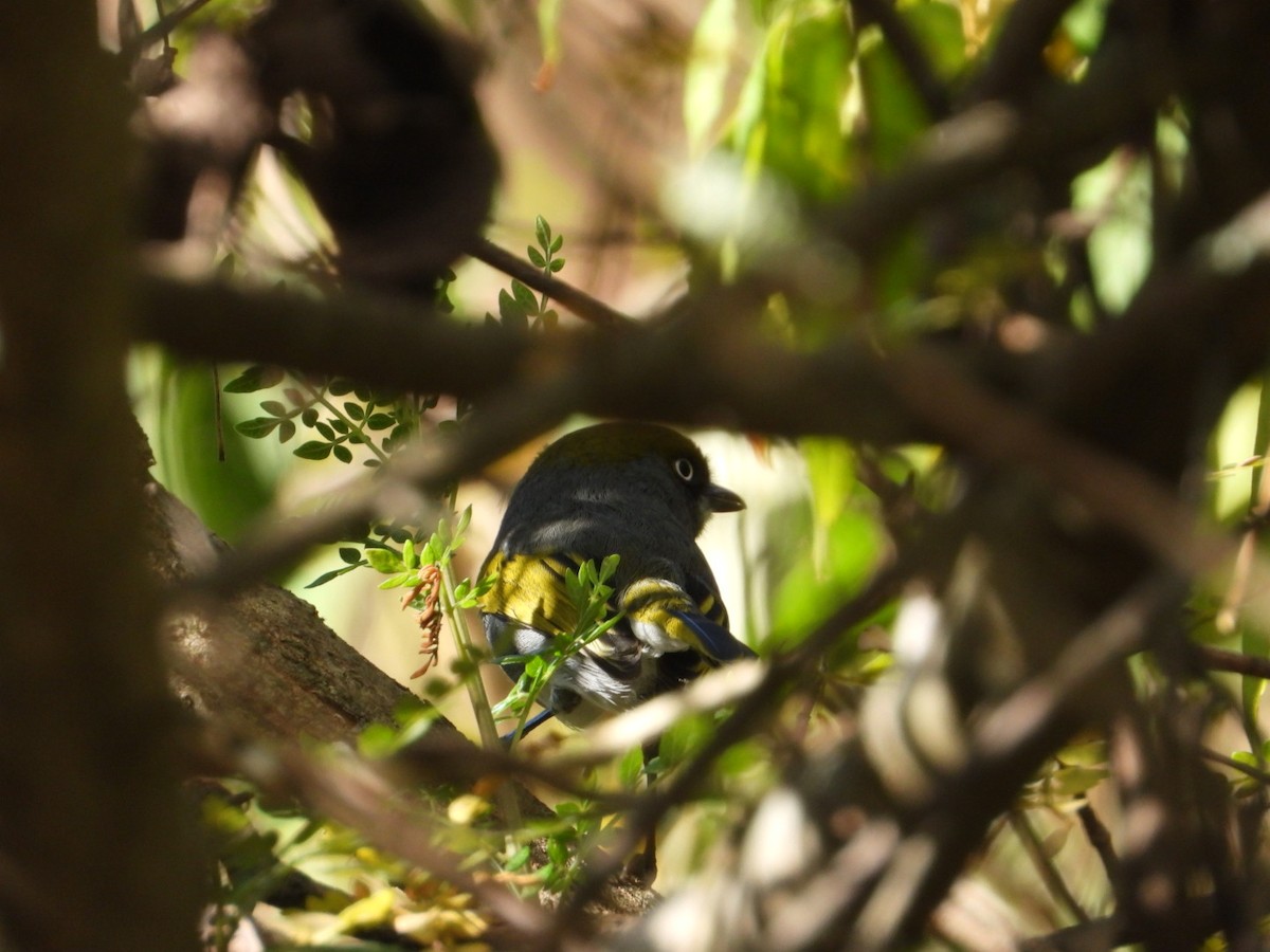 Шиферный виреон - ML646051538