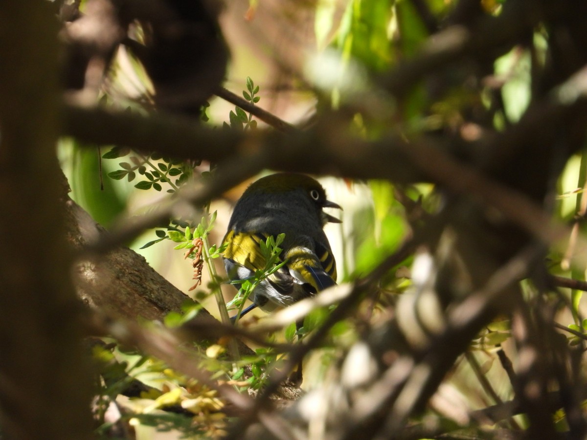 Шиферный виреон - ML646051539