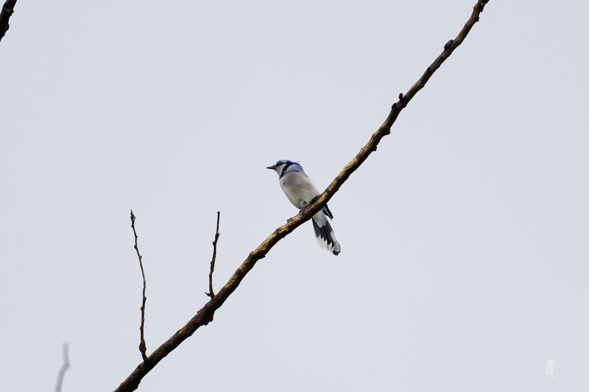 Голубая сойка - ML646051540