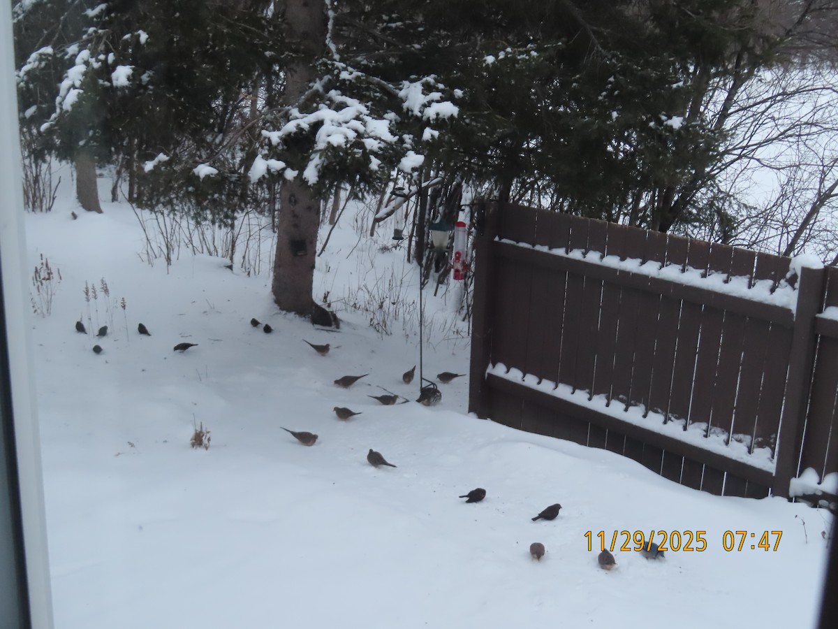 Mourning Dove - ML646051541