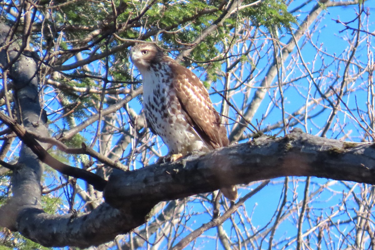 Краснохвостый канюк - ML646051544