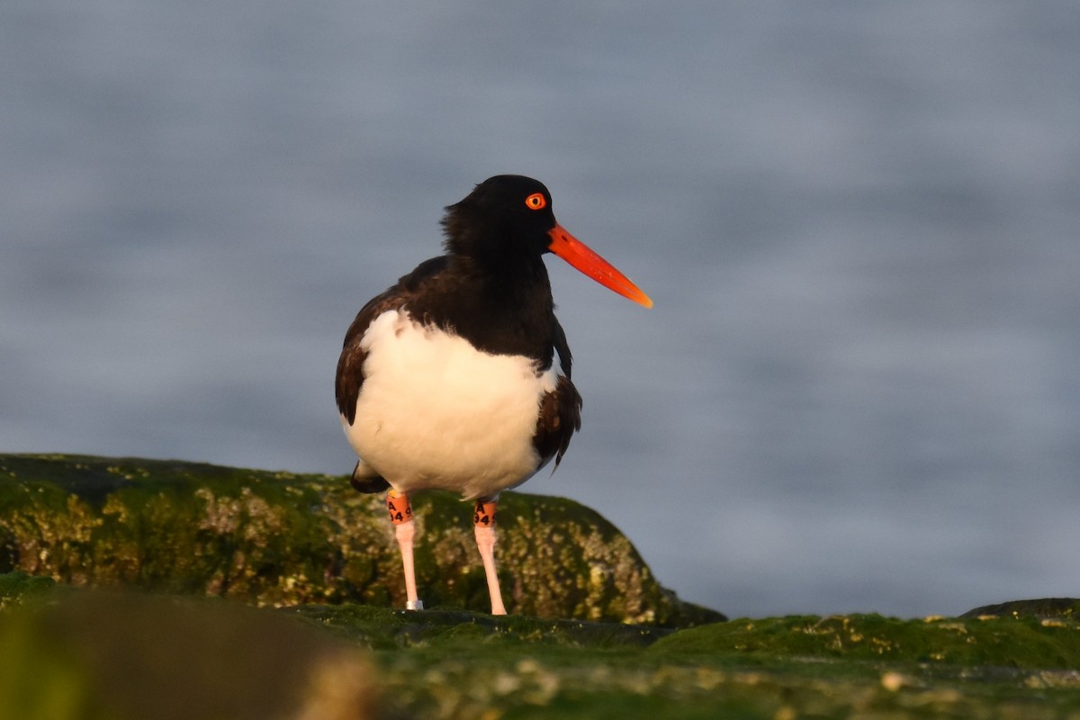 Американский кулик-сорока - ML646051545