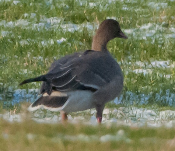 Anser sp. - ML646051547