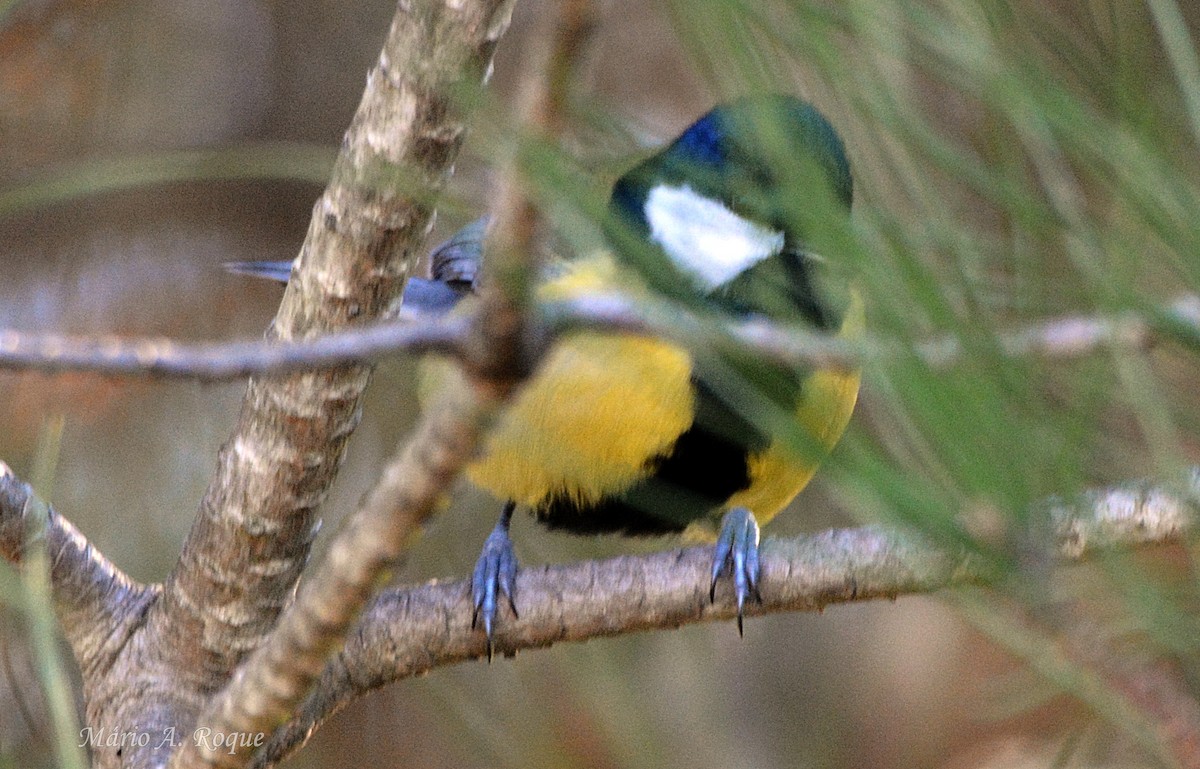 Большая синица - ML646051548