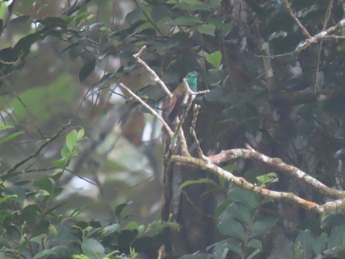 Бронзовоплечая амазилия - ML646051549