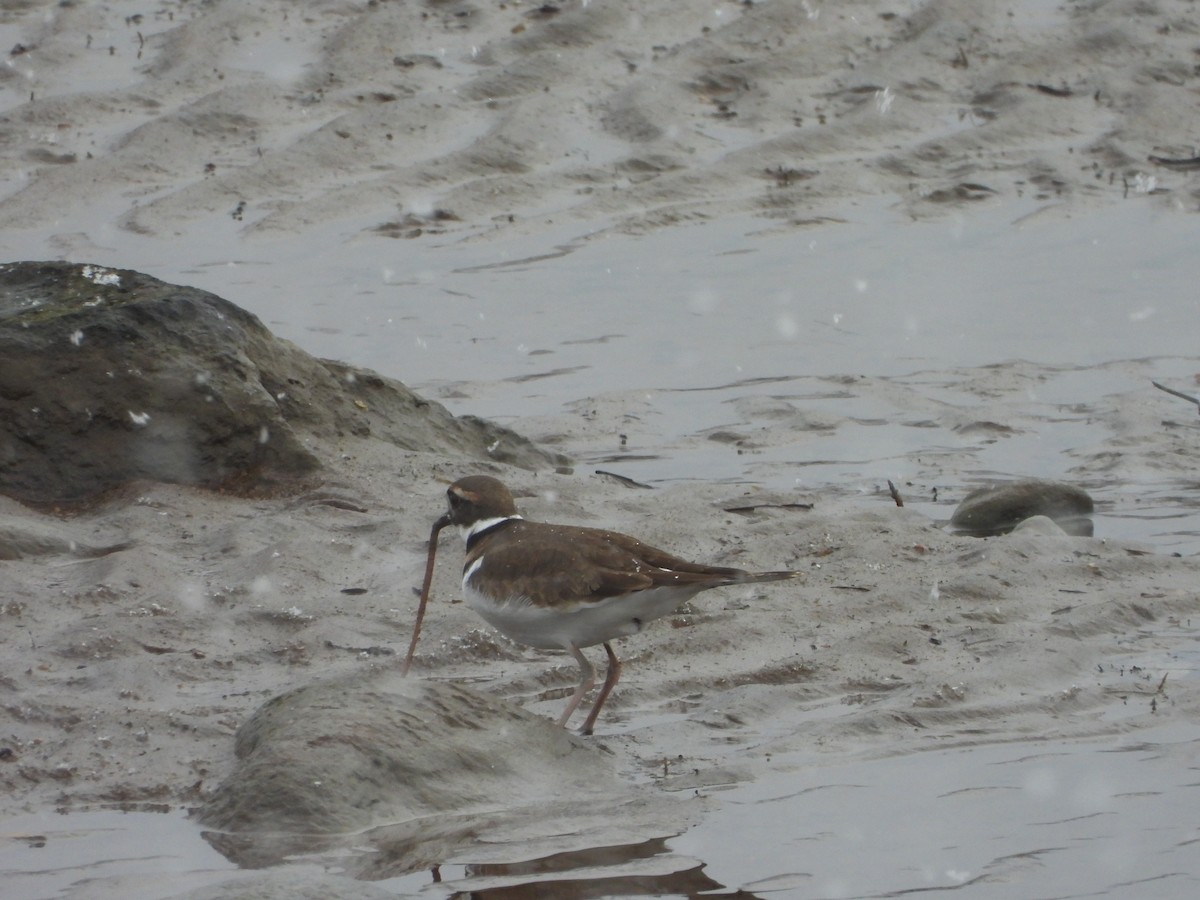 Killdeer - ML646051550