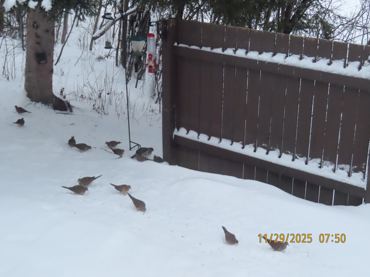 Mourning Dove - ML646051551