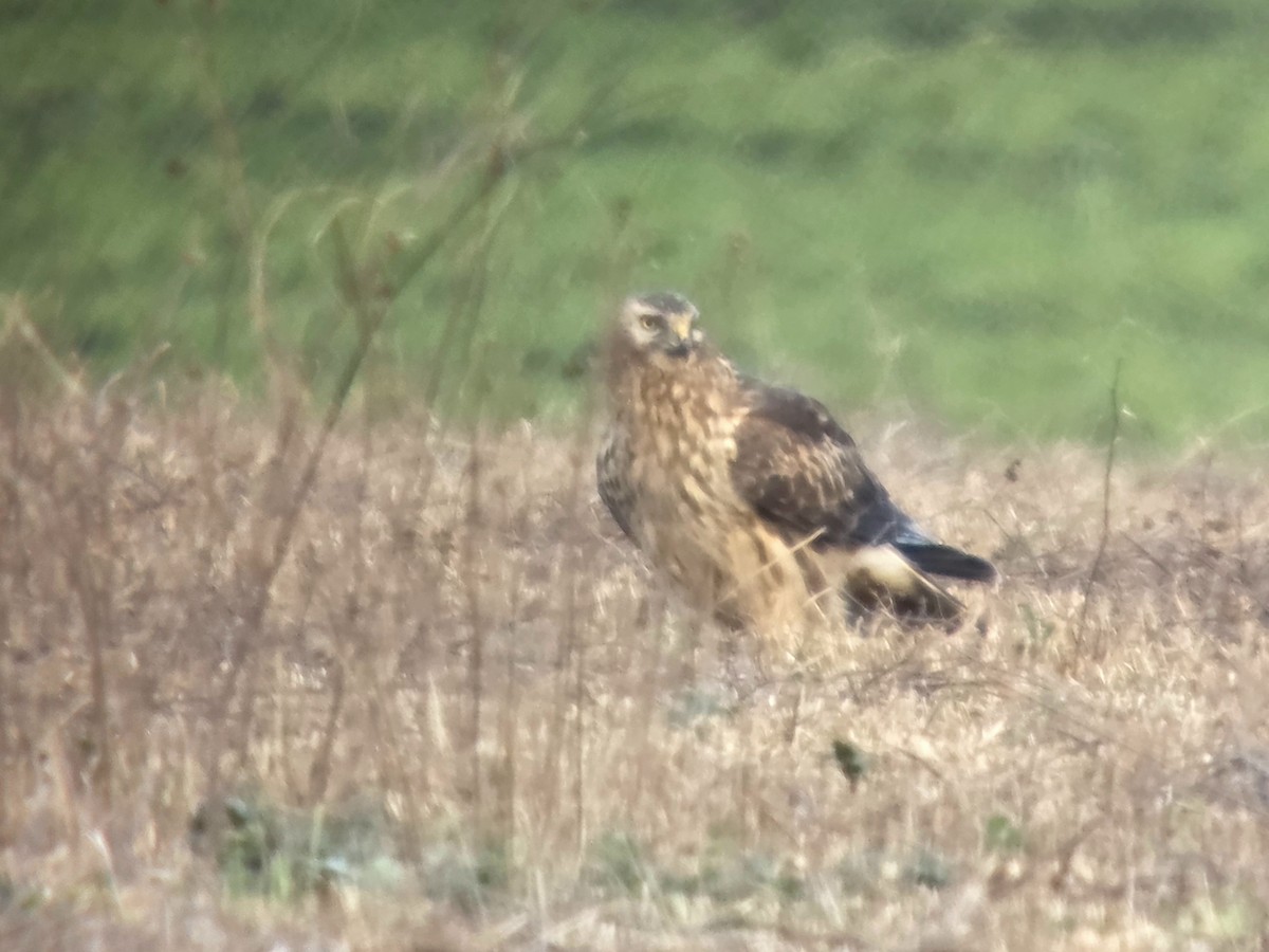 Полевой лунь - ML646051552