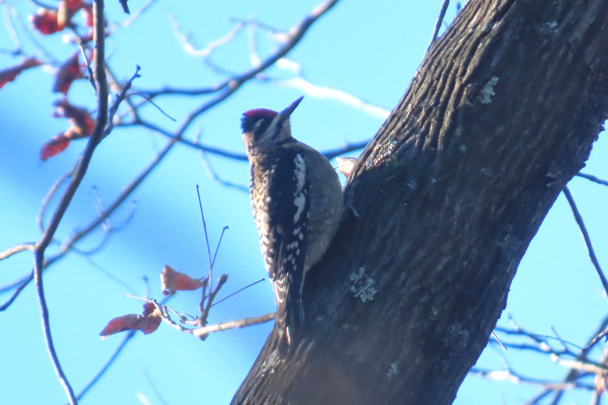 Желтобрюхий дятел-сокоед - ML646051553