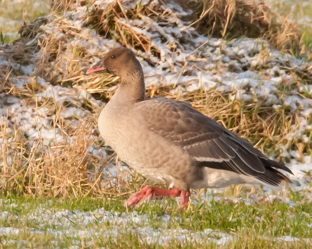 Anser sp. - ML646051554