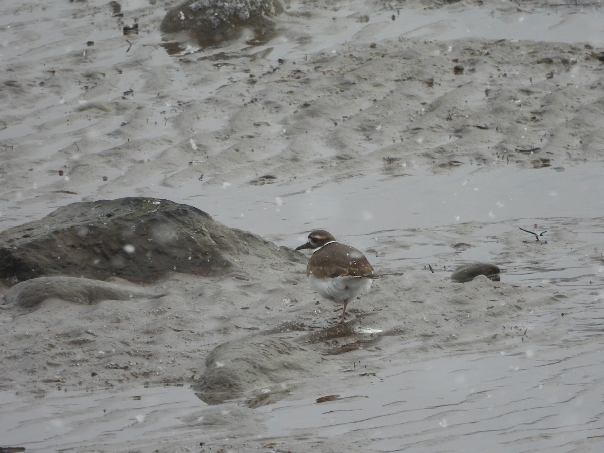 Killdeer - ML646051556