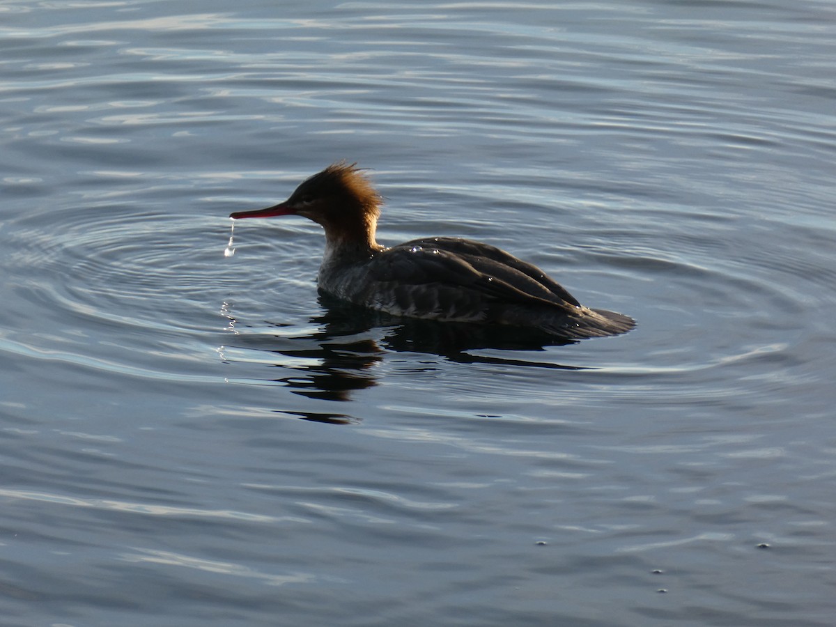 Serreta Mediana - ML646051565