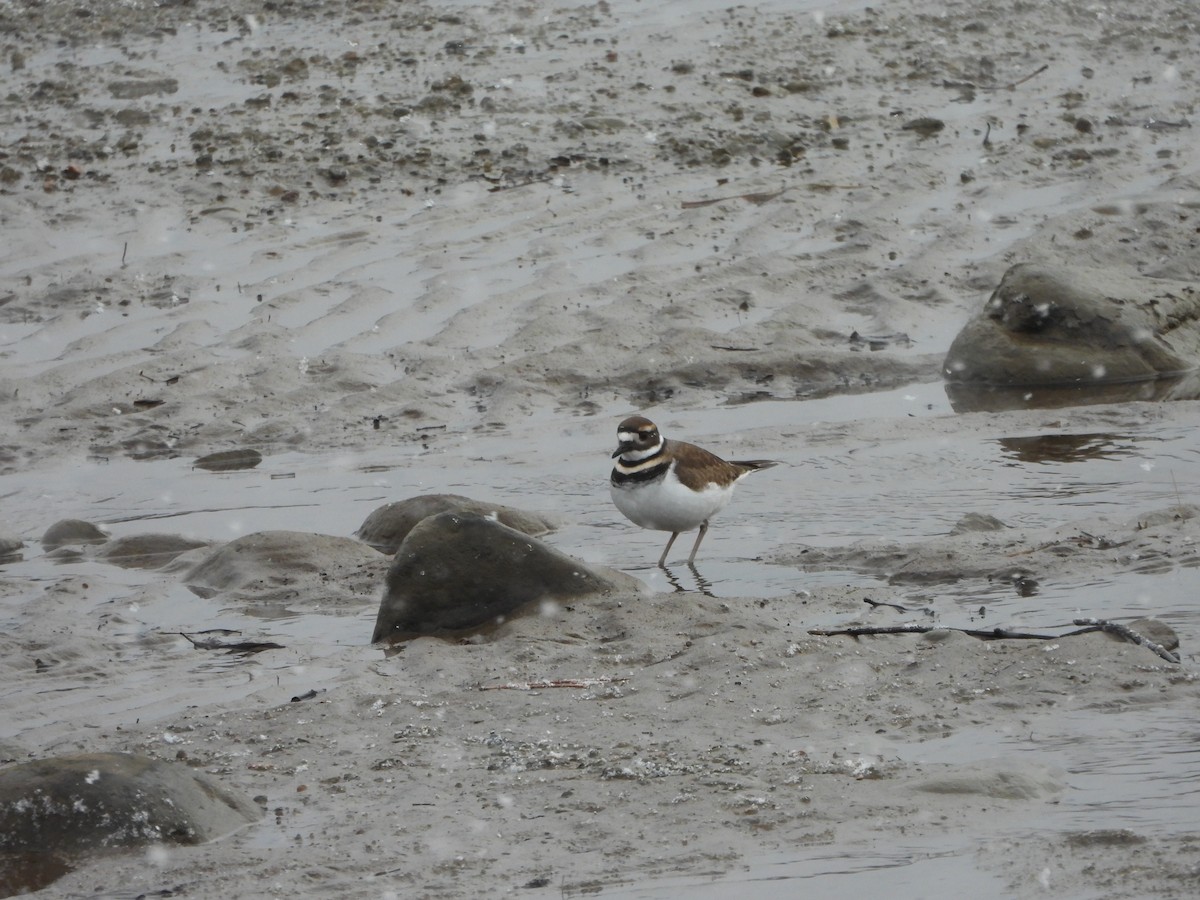 Killdeer - ML646051583