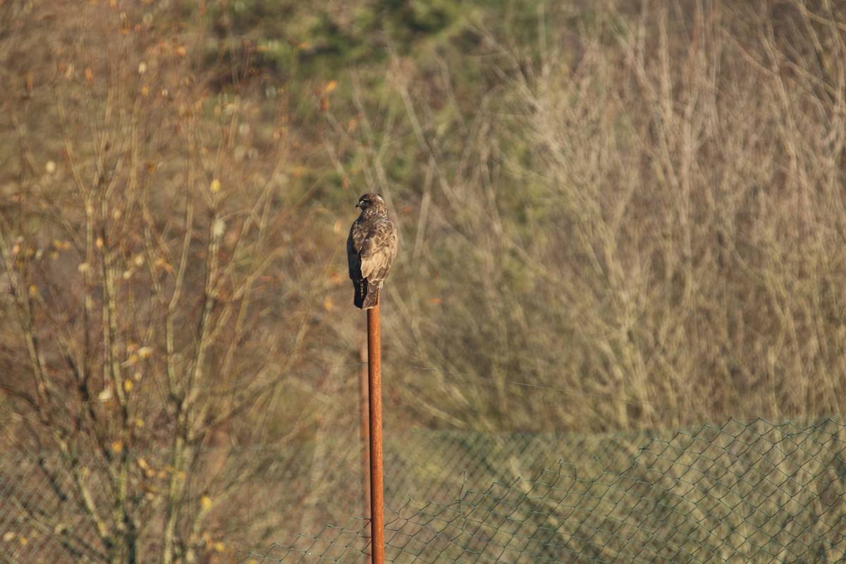 Common Buzzard - ML646051584