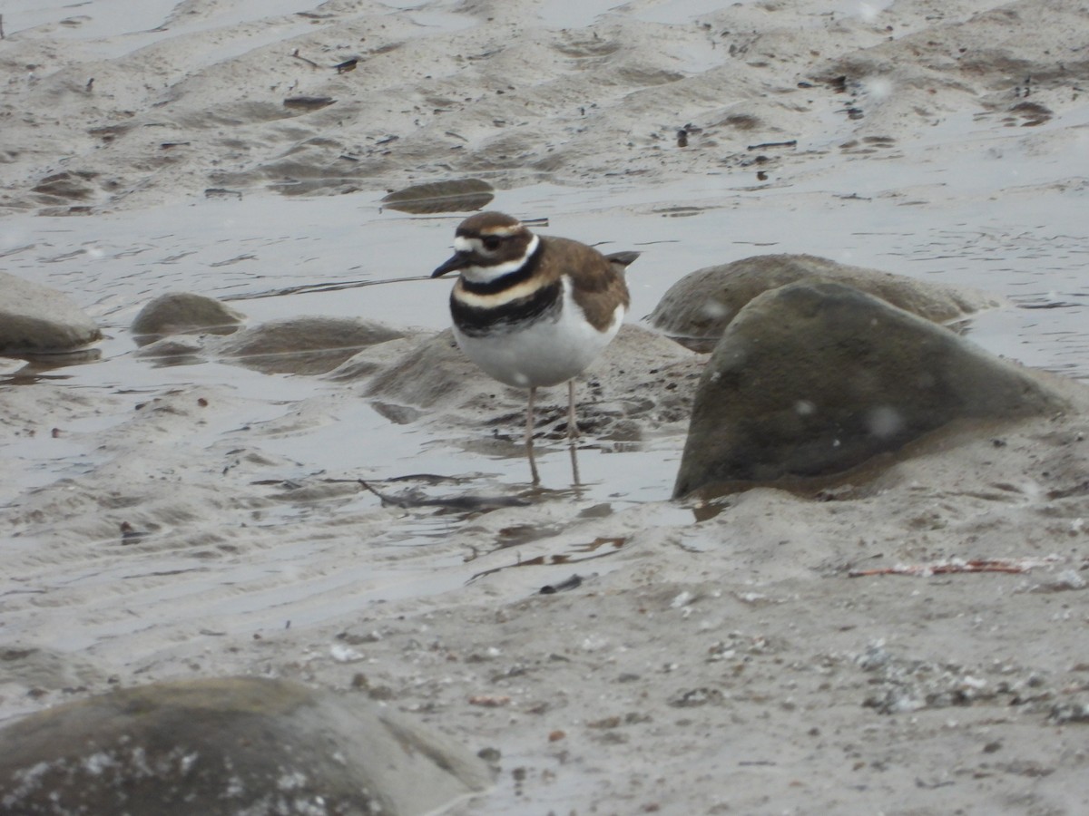 Killdeer - ML646051587